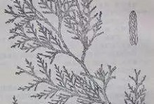 如何使水柏子叶子重新变得绿油油（给水柏子养护一次绿意盎然的机会）