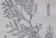 如何使水柏子叶子重新变得绿油油（给水柏子养护一次绿意盎然的机会）