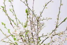 干枝花的养殖方法（教你如何种植干枝花，让你的家更美丽）