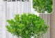 如何养护米兰植物？（守护健康绿意，让米兰焕发生机）