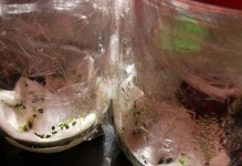 香石竹根部发黄的原因和处理方法（了解黄根原因，掌握有效处理方法）