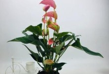 以粉掌怎么开花——探索美丽花卉的养殖技巧（打造繁花似锦的园林景观，揭秘粉掌开花的关键）