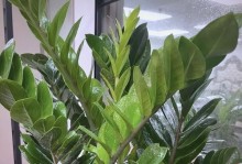 冬季养护金钱树，让它健康茁壮（金钱树养护攻略，享受冬天的绿意盎然）