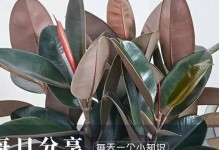 如何解决橡皮树叶子变软发芽缓慢的问题（提高橡皮树发芽速度和叶子硬度的有效方法）