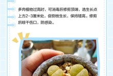 多肉植物的生长秘籍（探索多肉植物生长过程，助您成为多肉植物专家）