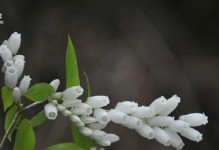 珍珠植物的养殖方法（从零开始，轻松掌握珍珠植物的养殖技巧）