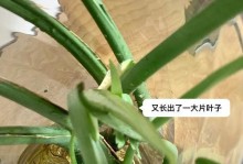 水培植物的防腐烂方法（以水培技术为基础，有效防止植物腐烂）
