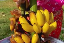 以芭蕉怎么繁殖（掌握芭蕉繁殖技巧，让你的芭蕉园更加繁茂生机勃勃）