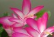 以夏天落花之舞怎么养？（打造绚丽的夏季花园，分享养护小技巧）