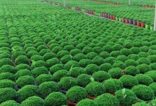 情人草的种植方法及养护要点（打造浪漫花园，从种下情人草开始）