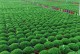 情人草的种植方法及养护要点（打造浪漫花园，从种下情人草开始）