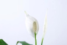 火鹤管理的关键措施与方法（提升火鹤健康与幸福的关键要点）