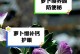 萝卜花叶病的防治方法（掌握防治技巧，营养健康的萝卜收获等着你）