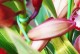 蕙兰花的养殖技巧（打造迷人的蕙兰花园）