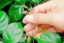 幸福树的培养之道（打造长青不掉叶的幸福树）