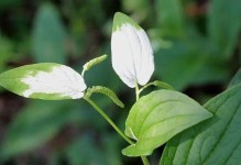 蝎子草生虫害（保护蝎子草免受害虫侵害的关键措施）