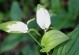 蝎子草生虫害（保护蝎子草免受害虫侵害的关键措施）
