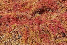 芦苇是多年生还是一年生？（探究芦苇的生长周期及特点）