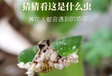 玫瑰花起腻虫之原因与解决方法（探究玫瑰花受腻虫侵袭的原因以及有效解决之道）