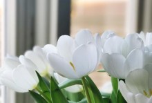 白掌叶子向下耷拉的原因及处理方法（揭秘白掌叶子向下耷拉的根本问题，助您迅速找到解决之道）