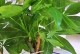 发财树换盆土后的正确施肥方法（科学施肥助力发财树健康茁壮成长）