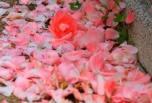 堕落之花——葫芦兰的花语（浅谈葫芦兰花语的传承与解读）