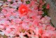 堕落之花——葫芦兰的花语（浅谈葫芦兰花语的传承与解读）