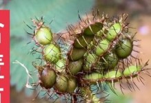 含羞草掉叶子了，怎么办？——一份含羞草冬季养护指南
