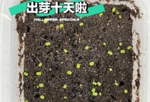 旱稻的播种与出苗时间探究（从播种到发芽，掌握关键步骤，迎接好收成）