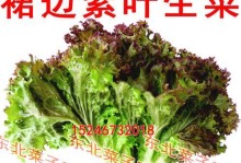 生菜种子的种植方法（从选种到收获，轻松打造自己的生菜园）