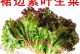 生菜种子的种植方法（从选种到收获，轻松打造自己的生菜园）