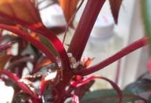 花园中的长白虫子（揭秘长白虫子的生态习性与如何有效防治）