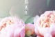 盛放牡丹，春日鲜花香（探秘牡丹的生长习性与开花规律）