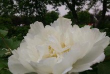 洛阳市花——牡丹（探寻牡丹文化之都的魅力）