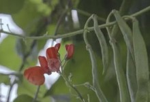 北方芸豆最佳种植时间（掌握种植时间，助力丰收）