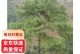 了解松树种子的成长之路（从授粉到发芽，一个完整的生命过程）