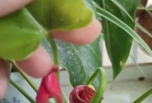 红掌花发黑发霉的原因及处理方法（揭秘红掌花发黑发霉的真相，教你轻松解决问题）