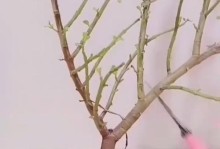 以金枝玉叶叶子怎么插活（叶子插活方法和技巧详解）