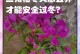 三角梅过冬全攻略（如何养护三角梅过冬，让它绽放美丽的花朵）