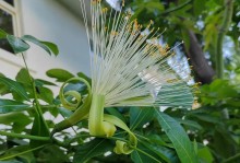 发财树花期多长时间？（探究发财树的花期及其养护方法，）