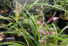 建兰开花周期之探究（了解建兰花期和如何促进开花）