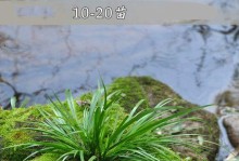 石菖蒲的种植与养护（一步步教你如何让石菖蒲健康生长）