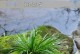 石菖蒲的种植与养护（一步步教你如何让石菖蒲健康生长）