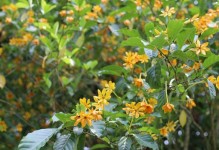 九月栀子花的过度生长应对措施（解决九月栀子花徒长问题的有效方法）