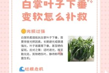 白掌一半挺一半蔫，探究其原因与解决方法（白掌一半挺一半蔫的成因及养护技巧揭秘）