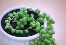 多肉吊珠怎么插活的技巧与方法（以多肉吊珠为例，教你插活多肉植物的正确操作步骤与注意事项）