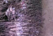 探讨树牡丹嫁接技术的方法与步骤（学习如何以树牡丹进行嫁接，让花园更加绚丽多彩）