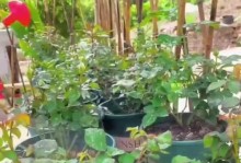 如何养护进口月季花（全面指南，轻松打造绚丽花园）