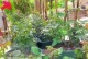 如何养护进口月季花（全面指南，轻松打造绚丽花园）