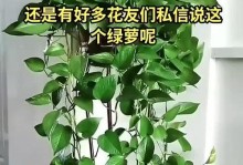 绿萝的分枝与繁殖技巧（探索绿萝的生长奥秘，轻松掌握分枝繁殖技巧）